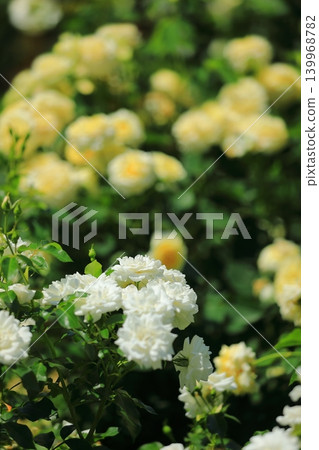 五彩繽紛的玫瑰花節鮮花 五彩繽紛的玫瑰花節鮮花 139968782