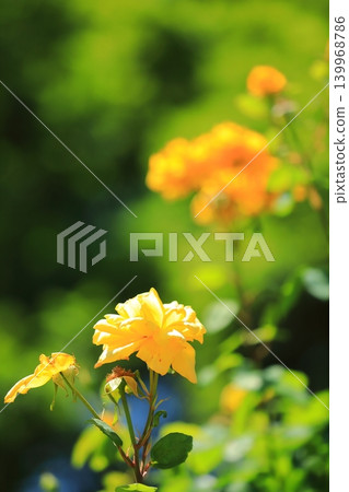 五彩繽紛的玫瑰花節鮮花 五彩繽紛的玫瑰花節鮮花 139968786