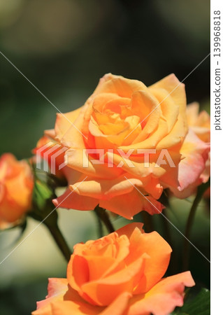 五彩繽紛的玫瑰花節鮮花 五彩繽紛的玫瑰花節鮮花 139968818