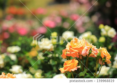 五彩繽紛的玫瑰花節鮮花 五彩繽紛的玫瑰花節鮮花 139968819
