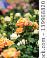 Colorful rose festival flowers 139968820