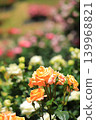 Colorful rose festival flowers 139968821