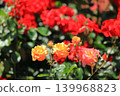 Colorful rose festival flowers 139968823
