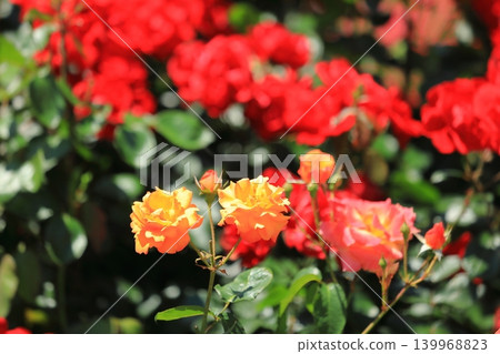 Colorful rose festival flowers Colorful rose festival flowers 139968823