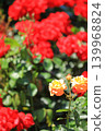 Colorful rose festival flowers 139968824