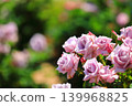 Colorful rose festival flowers 139968825