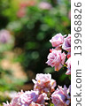Colorful rose festival flowers 139968826