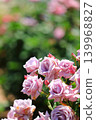 Colorful rose festival flowers 139968827
