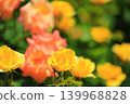 Colorful rose festival flowers 139968828