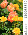 Colorful rose festival flowers 139968829