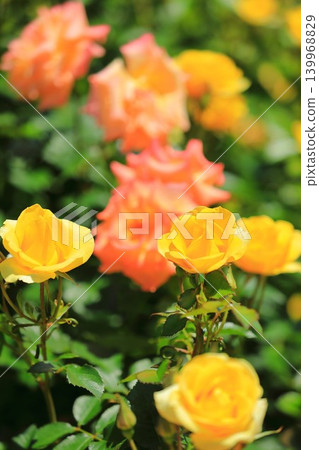 Colorful rose festival flowers Colorful rose festival flowers 139968829