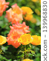 Colorful rose festival flowers 139968830