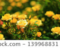 Colorful rose festival flowers 139968831