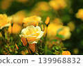 Colorful rose festival flowers 139968832
