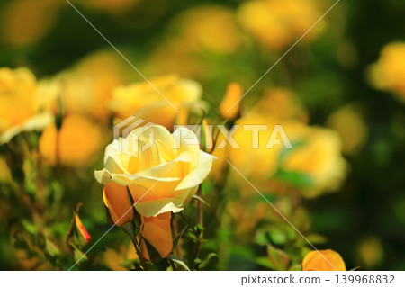 Colorful rose festival flowers Colorful rose festival flowers 139968832