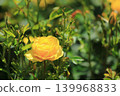 Colorful rose festival flowers 139968833