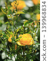 Colorful rose festival flowers 139968834