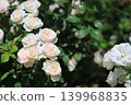 Colorful rose festival flowers 139968835
