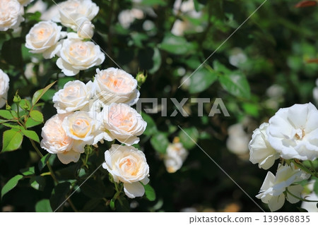 五彩繽紛的玫瑰花節鮮花 五彩繽紛的玫瑰花節鮮花 139968835