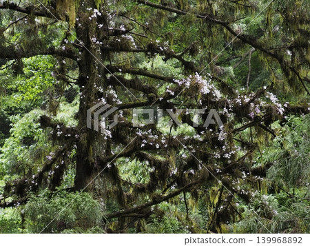 Old cedar trees in the forest and Dendrobium flowers Old cedar trees in the forest and Dendrobium flowers 139968892