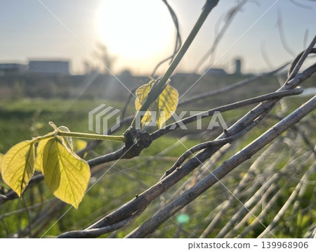 逆光下,葛藤(kudzu)的新芽和藤蔓呈半透明狀。 逆光下,葛藤(kudzu)的新芽和藤蔓呈半透明狀。 139968906