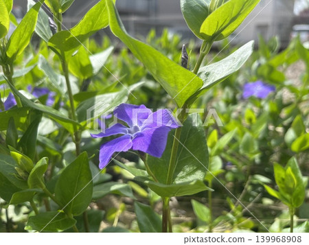 紫長春花在春日的陽光下閃閃發光。 紫長春花在春日的陽光下閃閃發光。 139968908