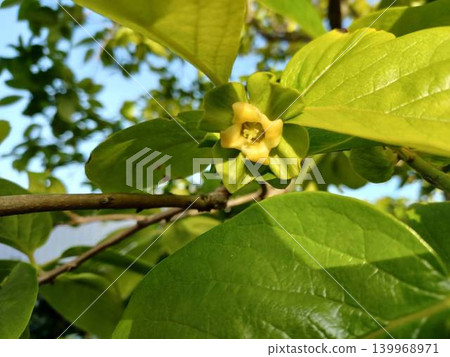 柿子花，富有柿 139968971