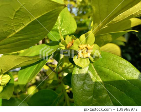 Persimmon blossoms, Fuyu persimmon Persimmon blossoms, Fuyu persimmon 139968972