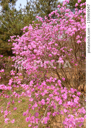 World Heritage Site: Suwon Hwaseong Fortress, Sebuk Kongshimgeun World Heritage Site: Suwon Hwaseong Fortress, Sebuk Kongshimgeun 139969047