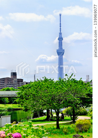 Scenery of hydrangea and sky tree around Kyu-Nakagawa Mizube Park Scenery of hydrangea and sky tree around Kyu-Nakagawa Mizube Park 139969077