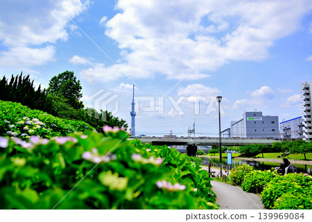 舊中川水邊公園周圍的紫陽花和天空樹景觀 舊中川水邊公園周圍的紫陽花和天空樹景觀 139969084