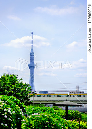 舊中川水邊公園周圍的紫陽花和天空樹景觀 舊中川水邊公園周圍的紫陽花和天空樹景觀 139969096