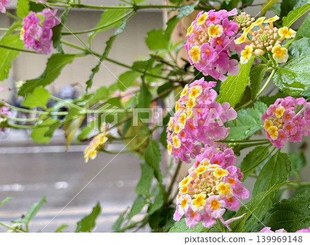 Lantana flowers blooming on street corners during the rainy season, and the scenery of rain. 139969148
