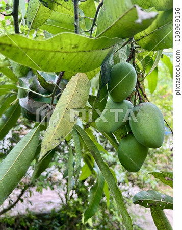 Green mango fruit on the tree in garden Green mango fruit on the tree in garden 139969156