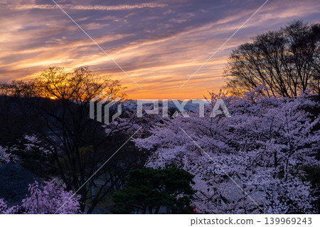 Komoro Castle Ruins Park, Kaikoen, Komoro City, Nagano Prefecture: A view of the cherry blossom plaza from the main keep site, with Somei Yoshino cherry trees, the Northern Alps, and the sunset sky. Komoro Castle Ruins Park, Kaikoen, Komoro City, Nagano Prefecture: A view of the cherry blossom plaza from the main keep site, with Somei Yoshino cherry trees, the Northern Alps, and the sunset sky. 139969243