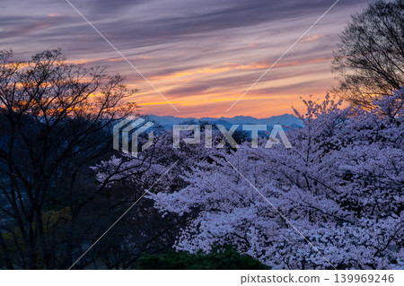 Komoro Castle Ruins Park, Kaikoen, Komoro City, Nagano Prefecture: A view of the cherry blossom plaza from the main keep site, with Somei Yoshino cherry trees, the Northern Alps, and the sunset sky. Komoro Castle Ruins Park, Kaikoen, Komoro City, Nagano Prefecture: A view of the cherry blossom plaza from the main keep site, with Somei Yoshino cherry trees, the Northern Alps, and the sunset sky. 139969246