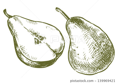 set of pears vector illustration in sketch style. vintage set of pears vector illustration in sketch style. vintage 139969421