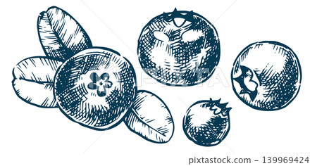set of blueberries. vector illustration in sketch style. vintage set of blueberries. vector illustration in sketch style. vintage 139969424