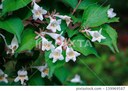 White Weigela flowers blooming beautifully in the garden White Weigela flowers blooming beautifully in the garden 139969587