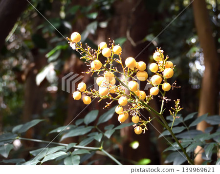 White Nandina at Atsuta Shrine White Nandina at Atsuta Shrine 139969621