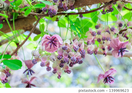 Akebia flowers blooming delicately in the forest 139969623
