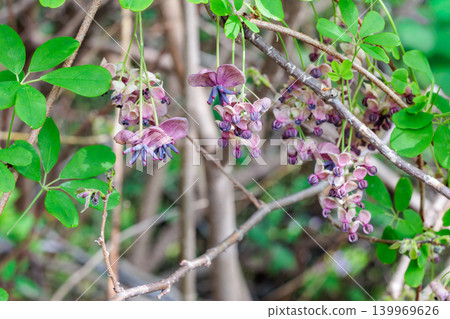 Akebia flowers blooming delicately in the forest 139969626
