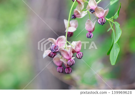 Akebia flowers blooming delicately in the forest 139969628