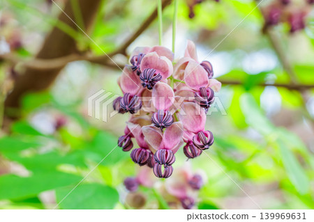 Akebia flowers blooming delicately in the forest 139969631