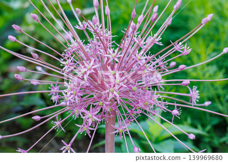 Allium schwerti flowers blooming beautifully in the garden Allium schwerti flowers blooming beautifully in the garden 139969680