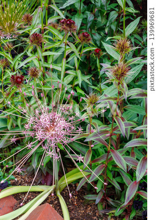 Allium schwerti flowers blooming beautifully in the garden Allium schwerti flowers blooming beautifully in the garden 139969681