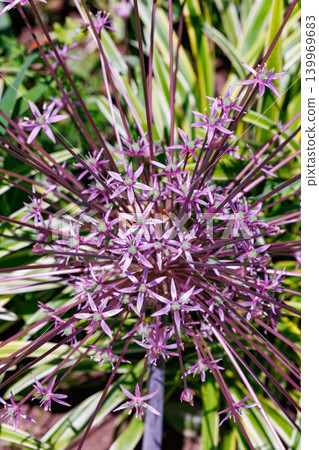 Allium schwerti flowers blooming beautifully in the garden Allium schwerti flowers blooming beautifully in the garden 139969683