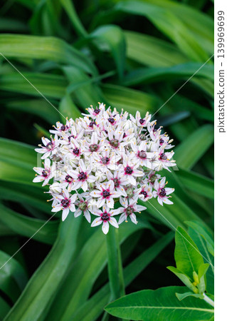 花園裡，銀春蔥花開得格外美麗。 139969699