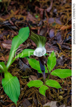A rare flower of Yukimochisou that appears in spring A rare flower of Yukimochisou that appears in spring 139969743