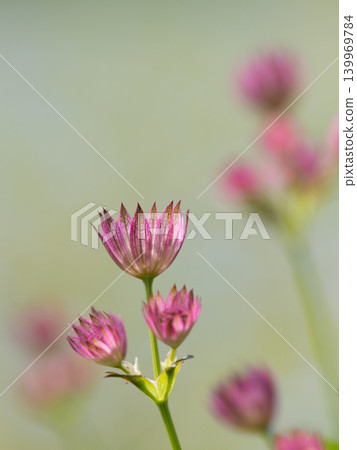 Astrantia in a natural garden in early summer Astrantia in a natural garden in early summer 139969784